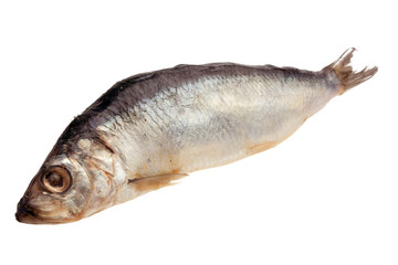 Aringa