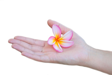 Flower in  the hand