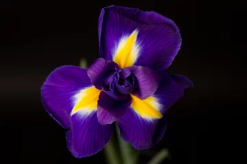 Foto op Plexiglas Iris Closeup of a blue flag iris over black