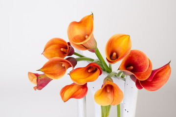 Orange Calla lilies(Zantedeschia) over white