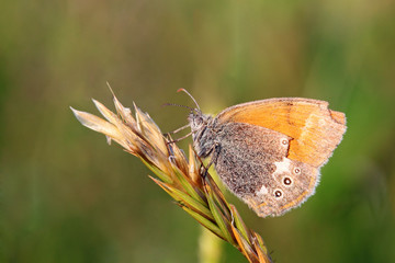 Butterfly on planet - Coenonympha arcania