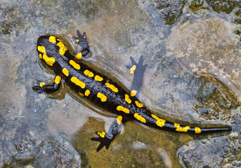 Feuersalamander
