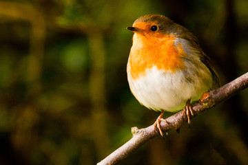 Robin