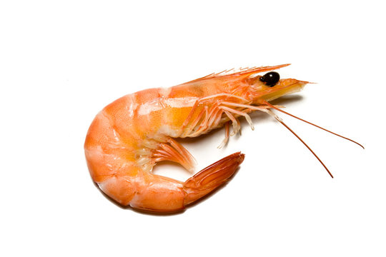 shrimp