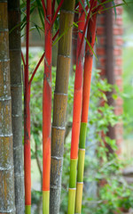 Bamboo rainbow
