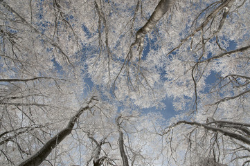 Frozen Beech forest in the winter