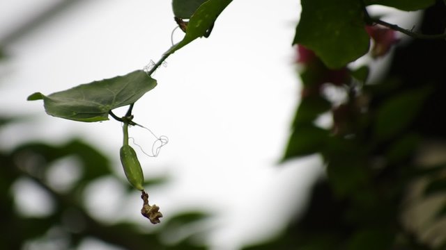 Coccinia Grandis