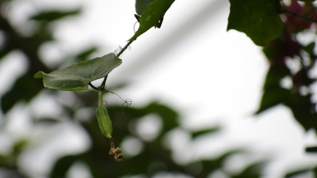 Coccinia Grandis