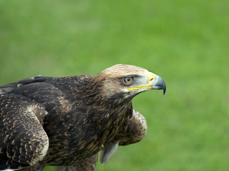 Close up of a Golden Eagle
