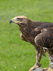 Close up of a Golden Eagle