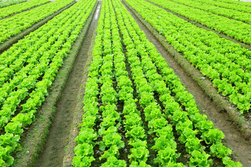 Fototapeta na wymiar lettuce in field