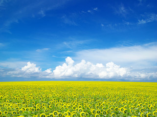 Obraz premium sunflower field
