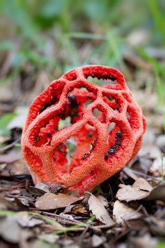 Clathrus ruber