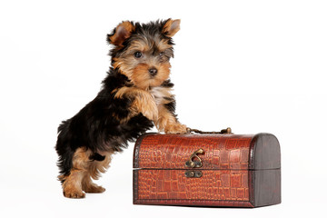 Yorkie puppy on white background © dionoanomalia