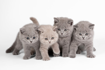 Four small british kittens on white background