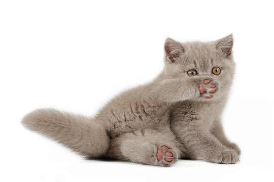 Small lilac british kitten  on white background