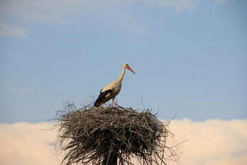 Гнездо в облаках