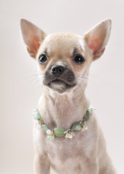 Chihuahua puppy with semi-precious stones necklace portrait