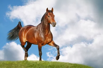 Crédence de cuisine en verre imprimé Chevaux horse in field