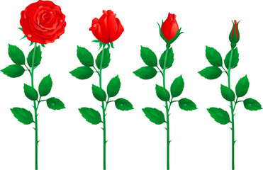 set of red roses