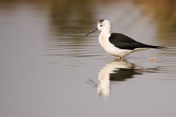 winged stilt
