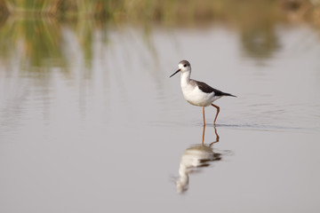 winged stilt
