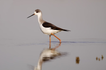 winged stilt