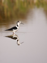 winged stilt