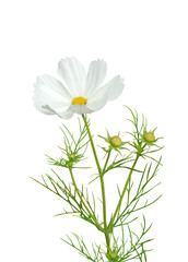 cosmos blanc