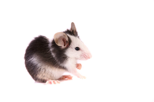 Maus Haustier Nagetier Ratte Kleintier Süß