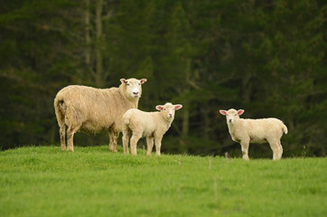 Mother sheep and her lambs