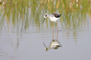 winged stilt