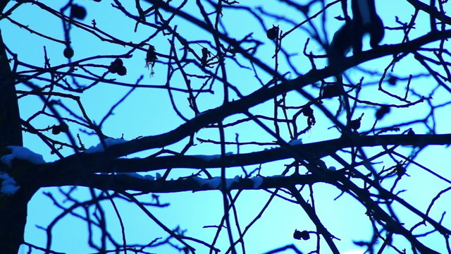 squirrel in tree