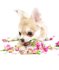 adorable chihuahua puppy with roses