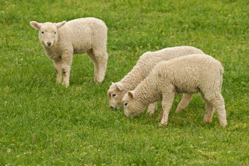 Naklejka na ściany i meble lambs grazing on green grass