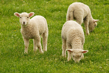 Naklejka na ściany i meble lambs grazing on green grass