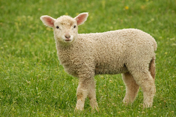 Fototapeta premium lambs grazing on green grass