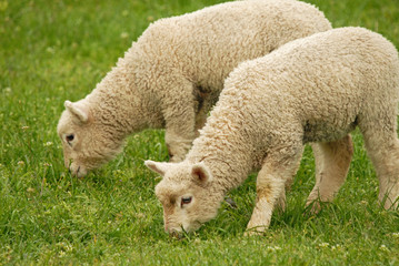 Obraz premium lambs grazing on green grass