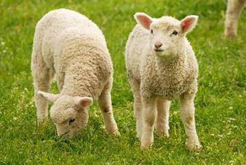 Papier Peint photo autocollant Moutons lambs