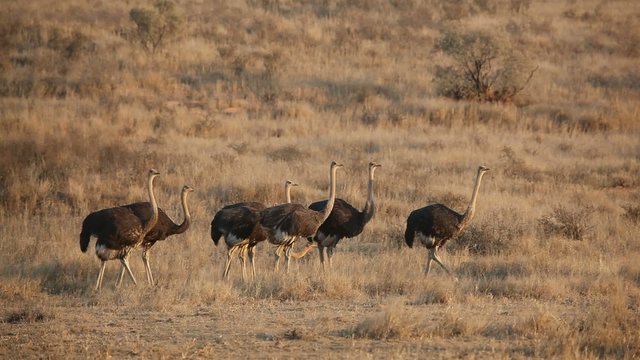 Group of ostriches, Kalahari desert, South Africa