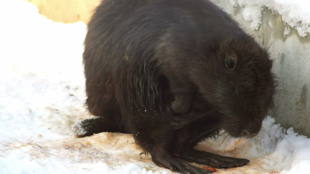 scratching beaver