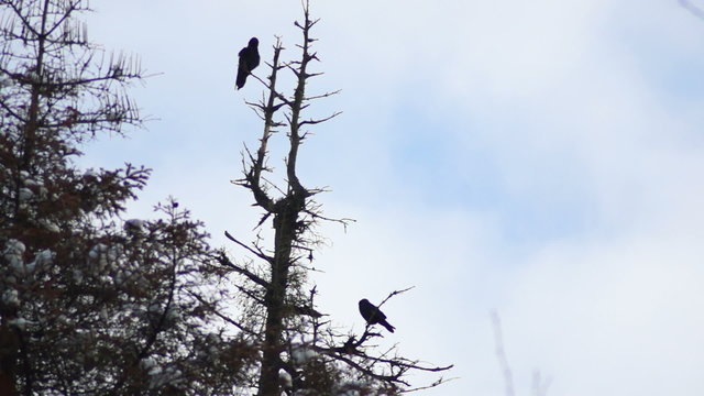 crow in the top of trees