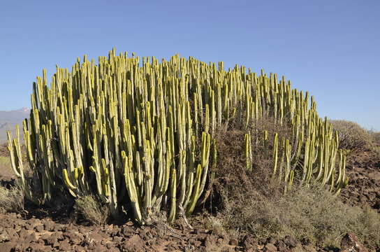 cactus euphorbe des iles Canaries