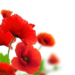 No drill light filtering roller blinds Red Poppies white background. Environmental design