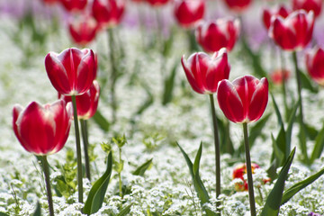 Red tulips