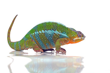 Pantherchamäleon