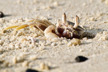 crab