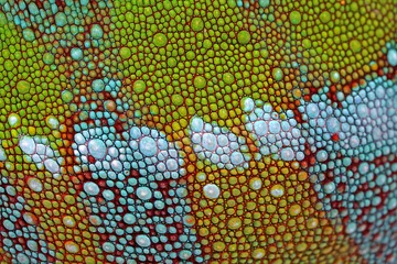 Foto auf Acrylglas Chamäleon Die Haut eines Chamäleons