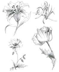 Illustration garden and wild flowers.Lilies,poppy.
