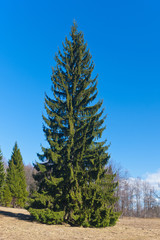 Fur-tree in park